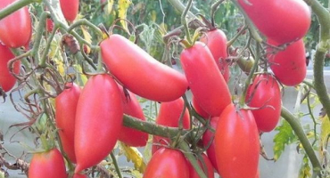 Charakteristika a popis odrůdy rajče rampouch růžový